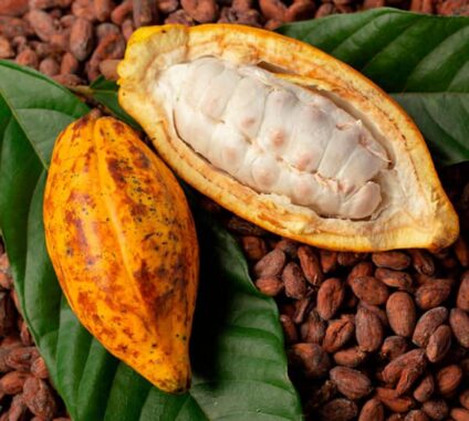 En Côte d’Ivoire, les prix du cacao ont atteint un niveau record de 2500 Fcfa le kilo