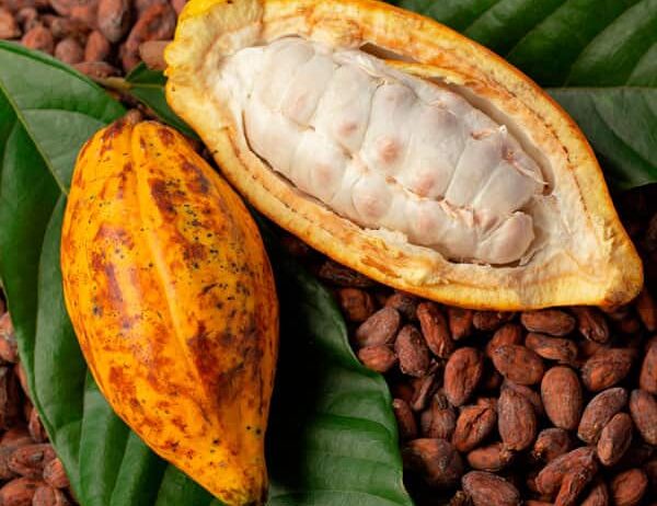 En Côte d’Ivoire, les prix du cacao ont atteint un niveau record de 2500 Fcfa le kilo