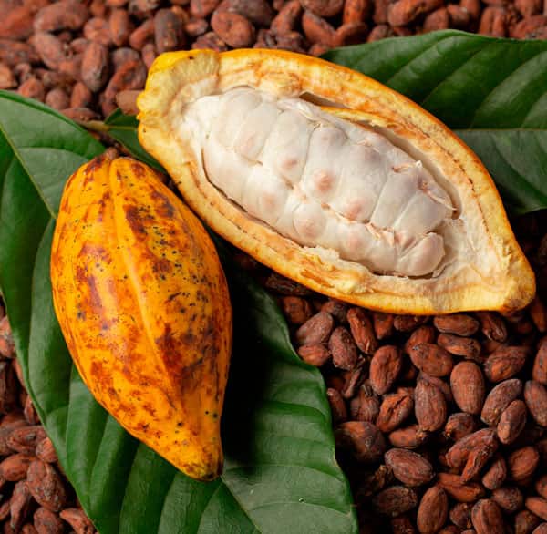 En Côte d’Ivoire, les prix du cacao ont atteint un niveau record de 2500 Fcfa le kilo