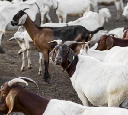 Production animale, Élevage et systèmes alimentaires durables