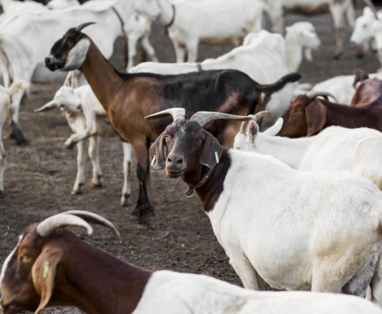 Production animale, Élevage et systèmes alimentaires durables