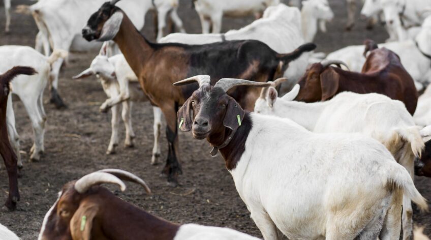 Production animale, Élevage et systèmes alimentaires durables